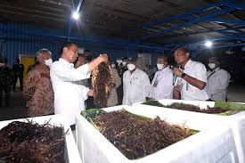 Pemerintah Mendorong Hilirisasi Rumput Laut